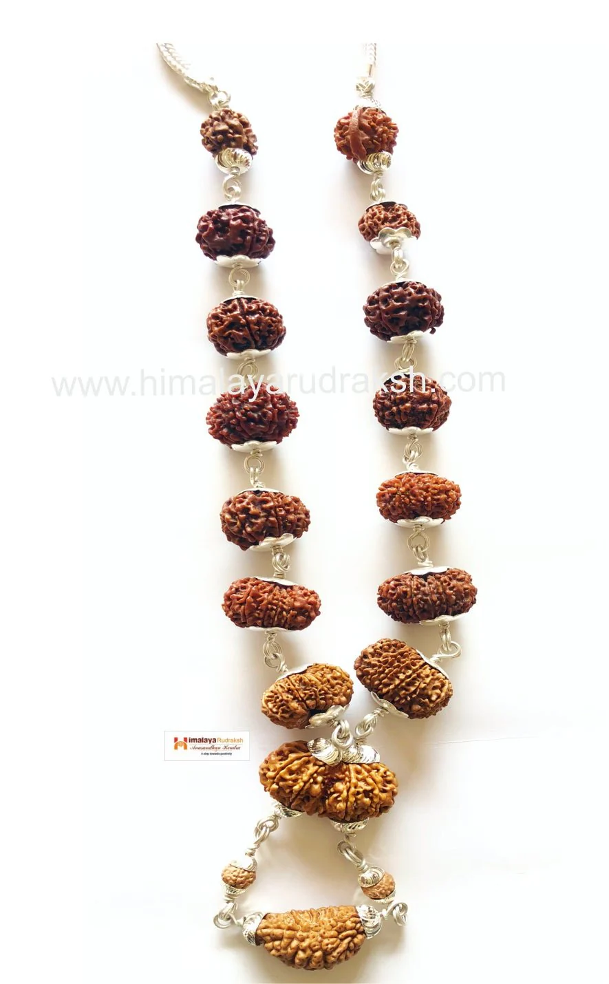 1 - 14 Mukhi Rudraksha Mala (Nepal Origin- Collector Beads) - Image 3