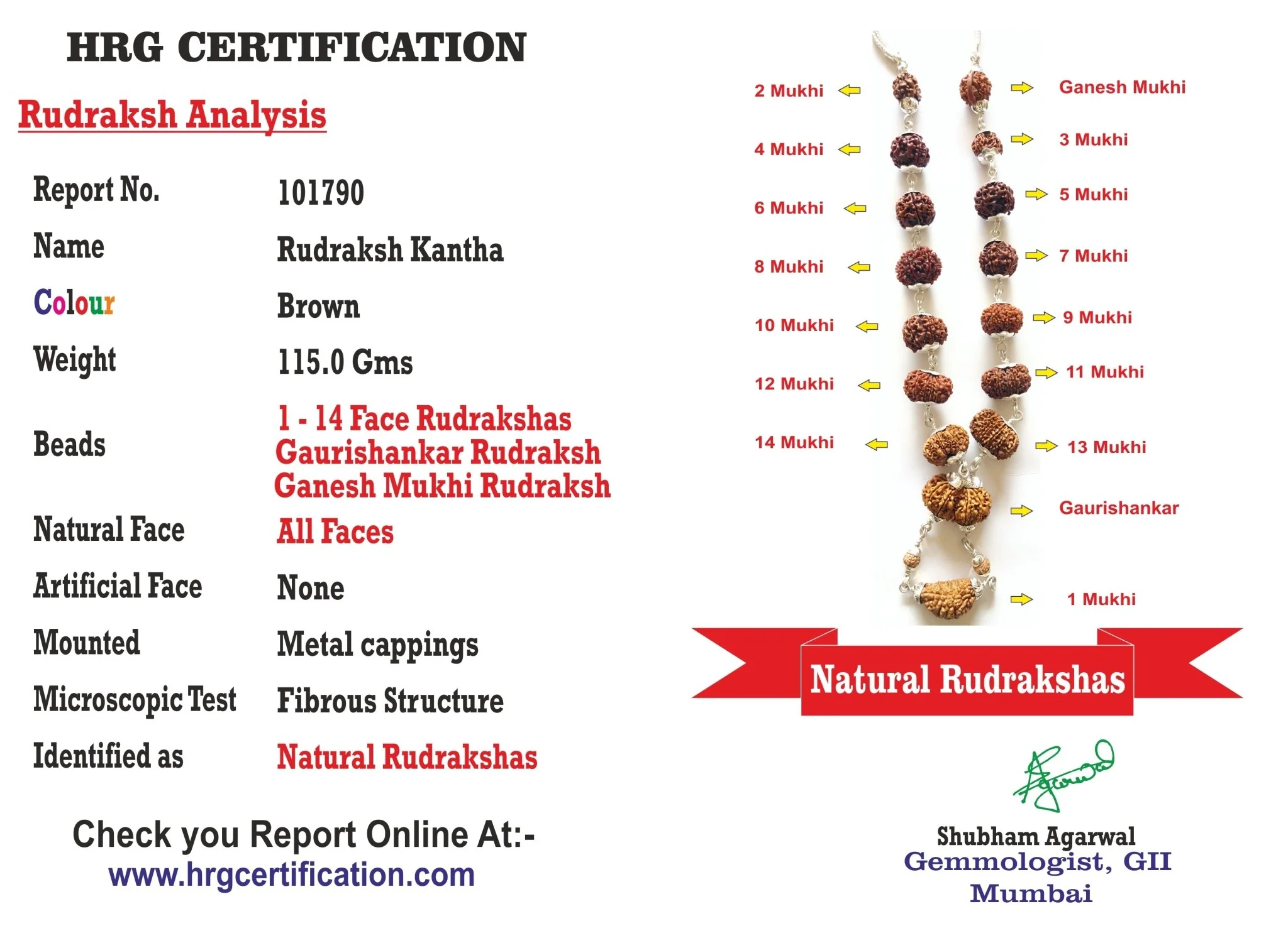 1 - 14 Mukhi Rudraksha Mala (Nepal Origin- Collector Beads) - Image 4