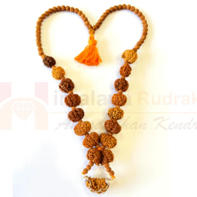 1 - 14 Mukhi Rudraksha Mala ( In Thread) - Image 2