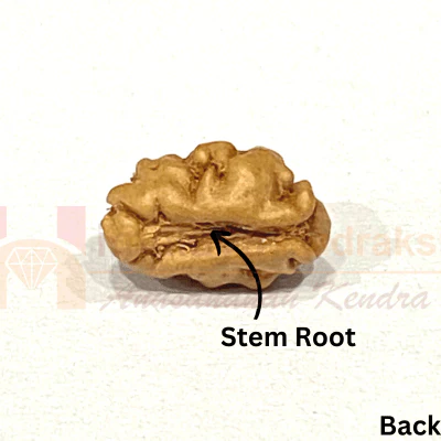 Natural 1 Mukhi Java Rudraksha - Image 3