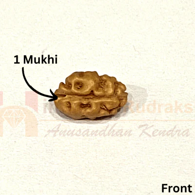 Natural 1 Mukhi Java Rudraksha - Image 4