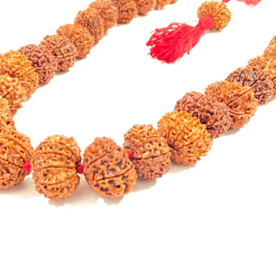 10 Mukhi Rudraksha Kantha - Nepal Origin (32+1 Beads) - Image 3