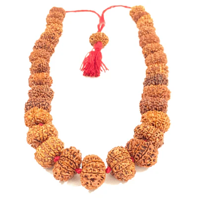 11 Mukhi Rudraksha Kantha - Nepal Origin (32+1 Beads) - Image 3