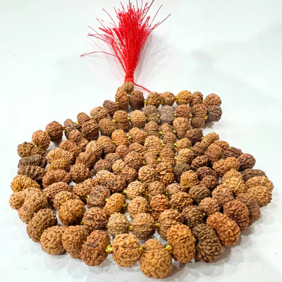 13 Mukhi Rudraksha Mala (Indonesian Origin- 108+1 beads) - Image 2