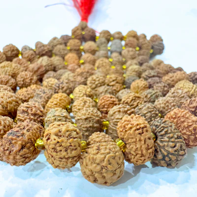 13 Mukhi Rudraksha Mala (Indonesian Origin- 108+1 beads) - Image 3