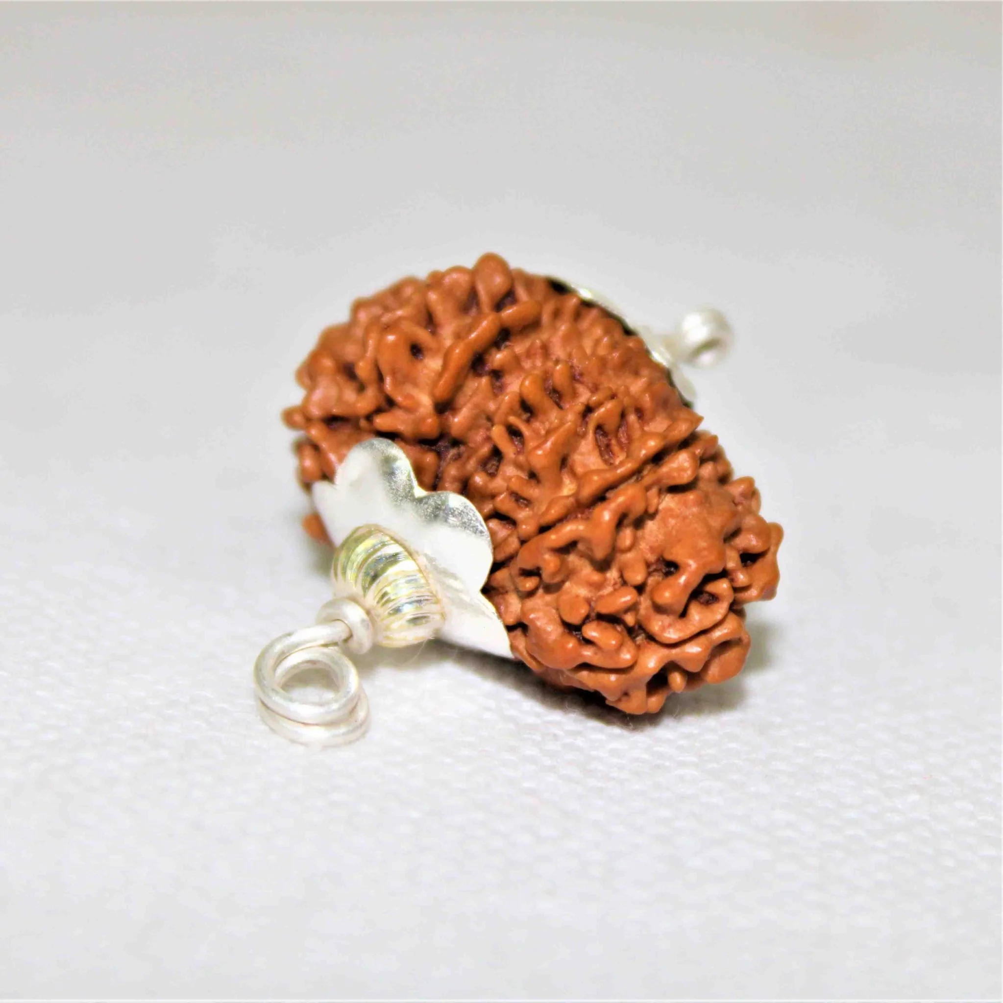 Natural 14 Mukhi/Face Rudraksha (Nepal Origin- 25.00 mm apx) - Image 3