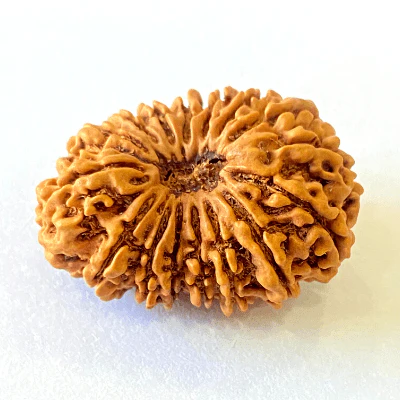16 Mukhi/Face Rudraksha (Nepal Origin- 29.16 MM) - Image 2