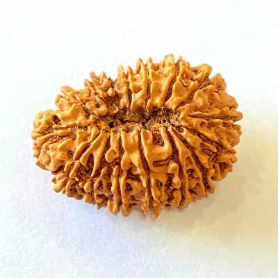 16 Mukhi/Face Rudraksha (Nepal Origin- 29.16 MM) - Image 3