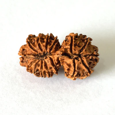 Antique 16 Mukhi Gaurishankar Rudraksha (Nepal Origin- 33.71 MM) - Image 3