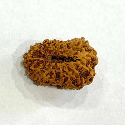 16 Mukhi Rudraksha (Indonesian Origin- 17.00 MM) - Image 2