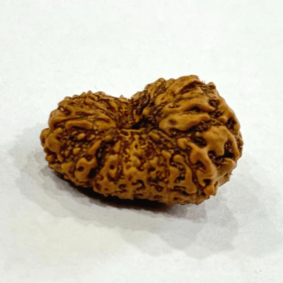 16 Mukhi Rudraksha (Indonesian Origin- 17.00 MM) - Image 3