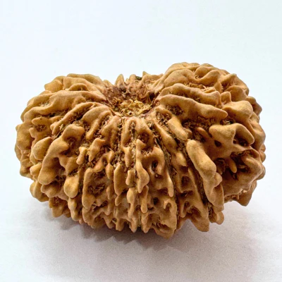 16 Mukhi Rudraksha (Nepal Origin- 32.05 MM) - Image 2