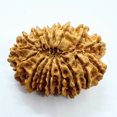 16 Mukhi Rudraksha (Nepal Origin- 32.05 MM) - Image 3