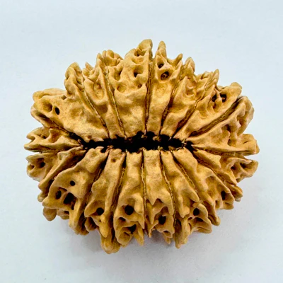 16 Mukhi Rudraksha (Nepal Origin- 30.20 MM) - Image 2