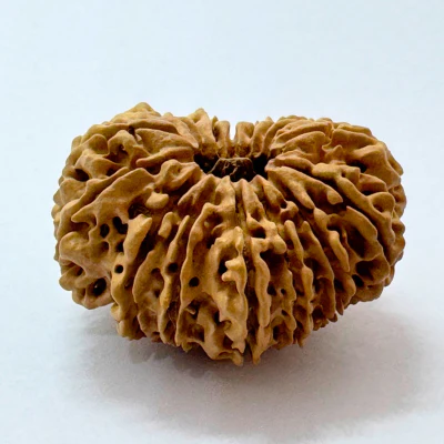 16 Mukhi Rudraksha (Nepal Origin- 30.20 MM) - Image 3