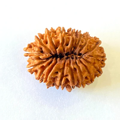 17 Mukhi/Face Rudraksha (Nepal Origin- 26.19 MM) - Image 3
