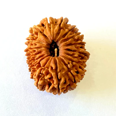 17 Mukhi/Face Rudraksha (Nepal Origin- 26.19 MM) - Image 4