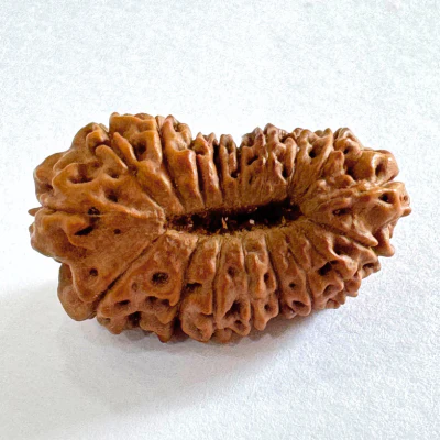 17 Mukhi Rudraksha (Indonesian Origin- 17.05 MM) - Image 3
