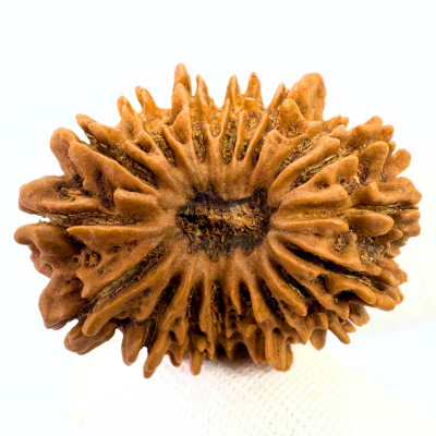17 Mukhi Rudraksha (Nepal Origin- 31.10 MM) - Image 3