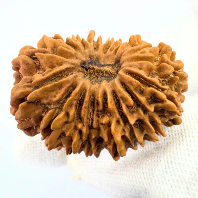 17 Mukhi Rudraksha (Nepal Origin- 31.10 MM) - Image 4