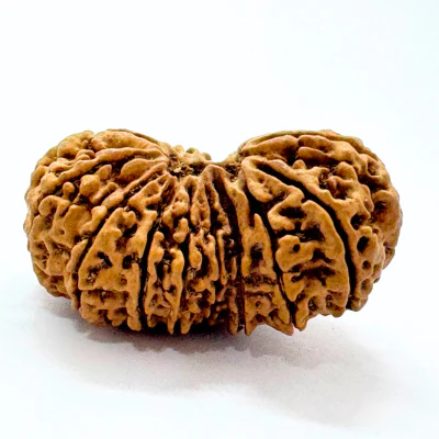 Antique 17 Mukhi Gaurishankar Rudraksha (Nepal Origin- 40.01 MM) - Image 3