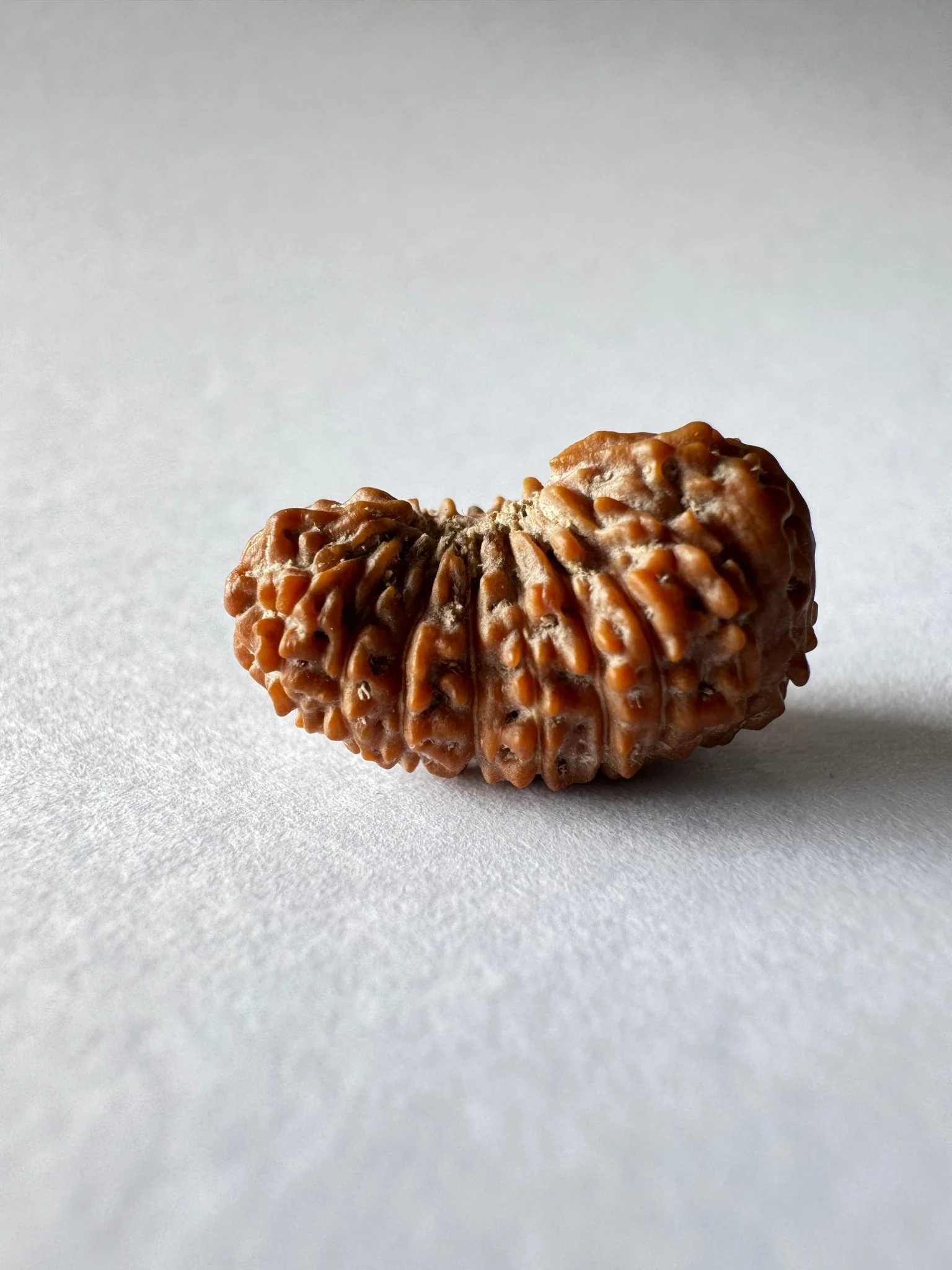 18 Mukhi Rudraksha (Indonesian Origin- 17.53 MM) - Image 4