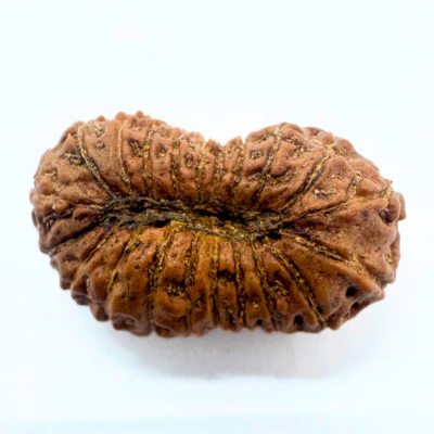 21 Mukhi Rudraksha (Indonesian Origin- 20.00 MM) - Image 2