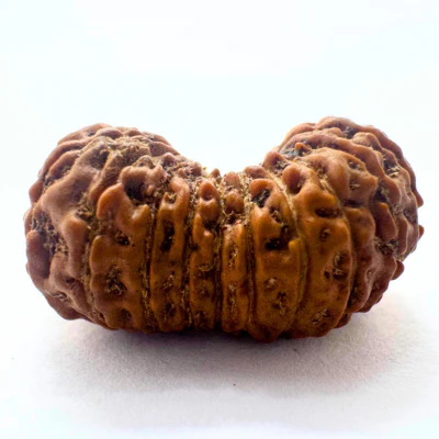 21 Mukhi Rudraksha (Indonesian Origin- 20.00 MM) - Image 3