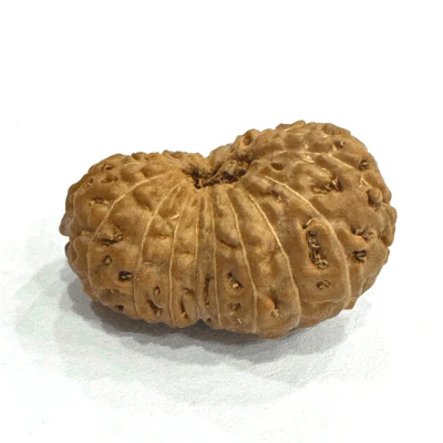 Antique 20 Mukhi Rudraksha (Indonesian Origin- 17.00 MM) - Image 2