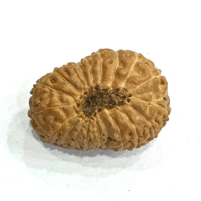 Antique 20 Mukhi Rudraksha (Indonesian Origin- 17.00 MM) - Image 3