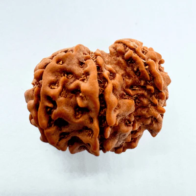 3 Mukhi Sawaar Rudraksha - Image 3