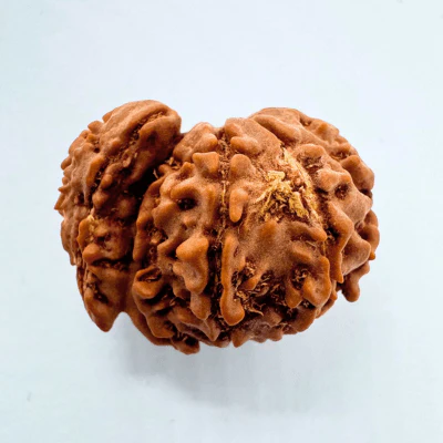 3 Mukhi Sawaar Rudraksha - Image 4