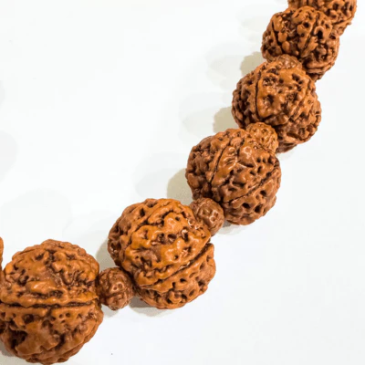 6 Mukhi Rudraksha Mala - Nepali - Image 3