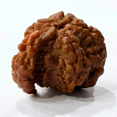 Antique 1 Mukhi Sawaar Rudraksha (Nepal Origin- 22.05 MM | 2.02 Gms - Image 3
