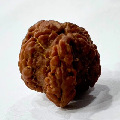 Antique 1 Mukhi Sawaar Rudraksha (Nepal Origin- 22.05 MM | 2.02 Gms - Image 4