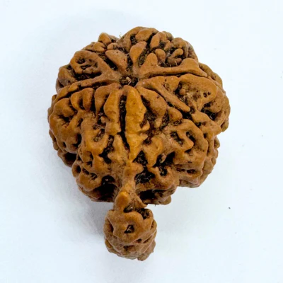 Antique 1 Mukhi Sawaar Rudraksha (Nepal Origin- 32.33 MM | 7.00 Gms - Image 3