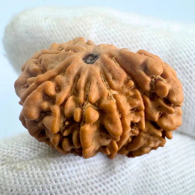 Antique 1 Mukhi Sawaar Rudraksha (Nepal Origin- 22.31 MM | 2.31 Gms) - Image 3