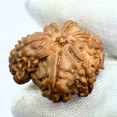Antique 1 Mukhi Sawaar Rudraksha (Nepal Origin- 23.85 MM | 3.14 Gms) - Image 3