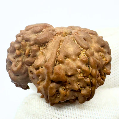 Antique 1 Mukhi Sawaar Rudraksha (Nepal Origin- 23.85 MM | 3.14 Gms) - Image 4