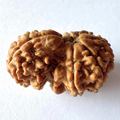 Antique 1 Mukhi Sawaar Rudraksha (Nepal Origin- 26.55 MM | 3.11 Gms - Image 3