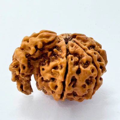 Antique 1 Mukhi Sawaar Rudraksha (Nepal Origin- 26.69 MM | 3.16 Gms) - Image 3
