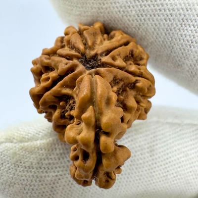 Antique 1 Mukhi Sawaar Rudraksha (Nepal Origin- 26.69 MM | 3.16 Gms) - Image 4
