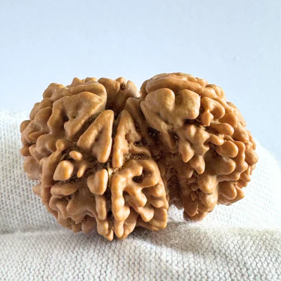 Antique 1 Mukhi Sawaar Rudraksha |Nepal Origin- 29.58 MM | 5.16 Gms - Image 3