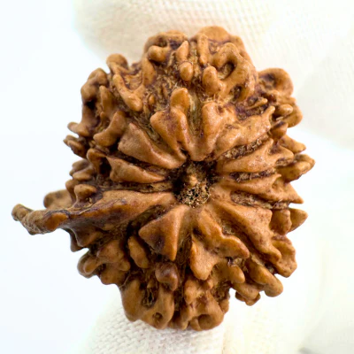Antique 10 Mukhi Ganesh Rudraksha (Nepal Origin- 24.06 MM | 3.30 Gms) - Image 3