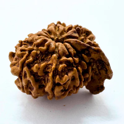 Antique 10 Mukhi Ganesh Rudraksha (Nepal Origin- 24.06 MM | 3.30 Gms) - Image 4