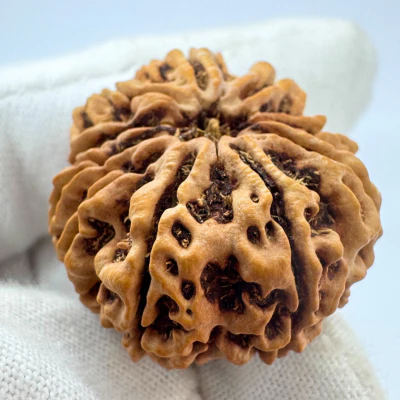Antique 10 Mukhi Rudraksha (Nepal Origin- 31.60 MM | 6.70 Gms ) - Image 3