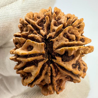 Antique 10 Mukhi Rudraksha (Nepal Origin- 31.60 MM | 6.70 Gms ) - Image 4