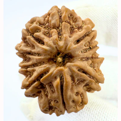 Antique 10 Mukhi Rudraksha (Nepal Origin- 30.40 MM | 7.49 Gms ) - Image 3