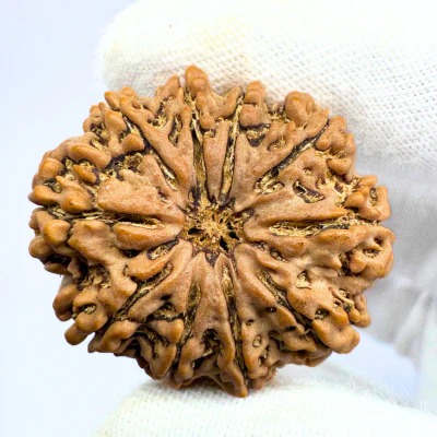 Antique 10 Mukhi Rudraksha (Nepal Origin- 33.45 MM | 9.00 Gms ) - Image 3