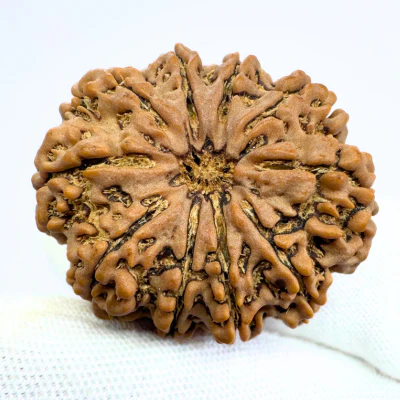 Antique 10 Mukhi Rudraksha (Nepal Origin- 33.45 MM | 9.00 Gms ) - Image 4
